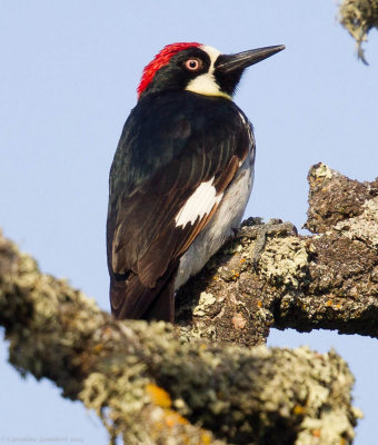 Acorn Woodpecker