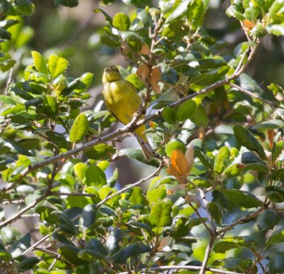 ?Warbler