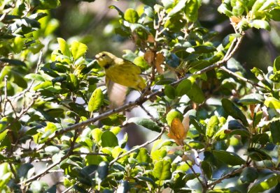 ?Warbler