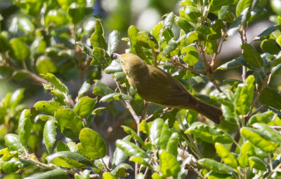 ?Warbler