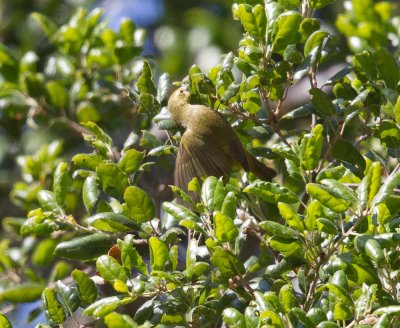 ?Warbler