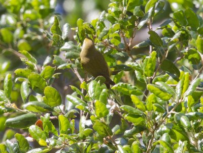 Mystery Warbler gallery