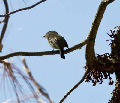 Hammond's Flycatcher