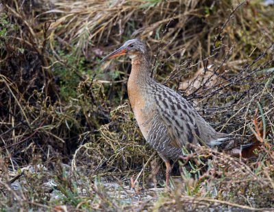 Birds of SF Bay Marshes