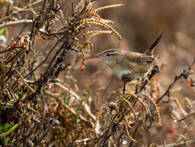 Marsh Wren