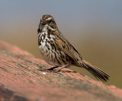 Song Sparrow