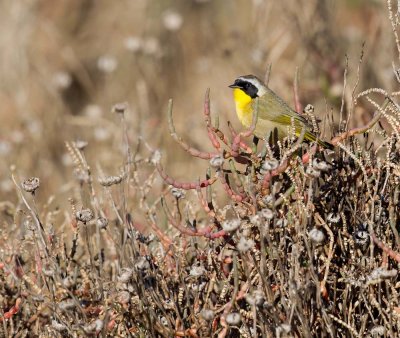 Common Yellowthroat