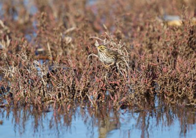 Savannah Sparrow