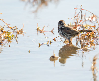 Song Sparrow