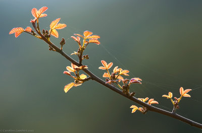 Poison Oak
