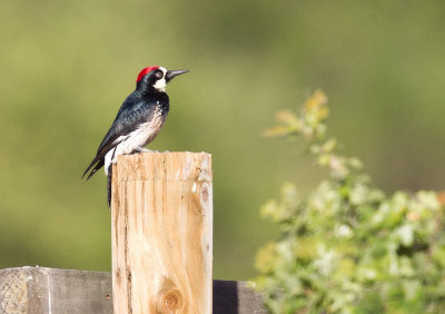 Acorn Woodpecker