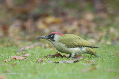Groene Specht - European Green Woodpecker - Picus viridis