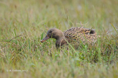 Wilde Eend - Mallard - Anas platyrhynchos