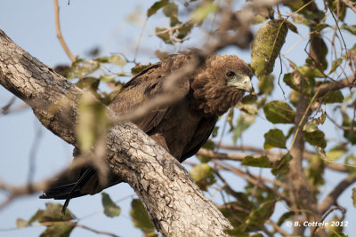 Bateleur - Terathopius ecaudatus