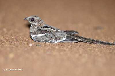 Mozambikaanse Nachtzwaluw - Long-tailed Nightjar - Caprimulgus climacurus