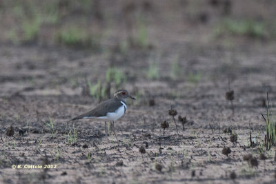 Forbes' Plevier - Forbes's Plover