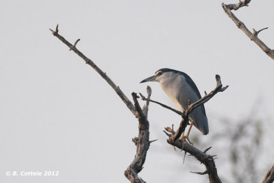 Kwak - Black-crowned Nght Heron - Nycticorax nycticorax