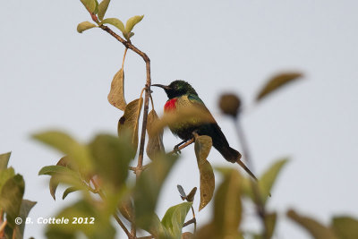 Feenhoningzuiger - Beautiful Sunbird - Cinnyris pulchellus