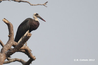 Bisschopsooievaar - Woolly-necked Stork