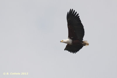 Afrikaanse Zeearend - African Fish Eagle - Haliaeetus vocifer