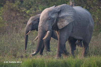 Olifant - Elephant - Loxodonta africana