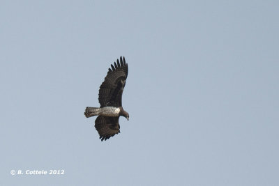 Vechtarend - Martial Eagle