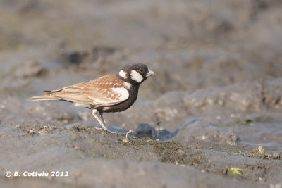 Bruinrugvinkleeuwerik - Chestnut-backed Sparrow Lark