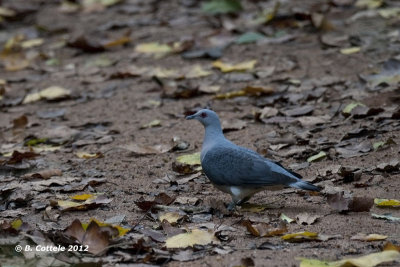 Afrikaanse Houtduif - Afep Pigeon - Columba unicincta