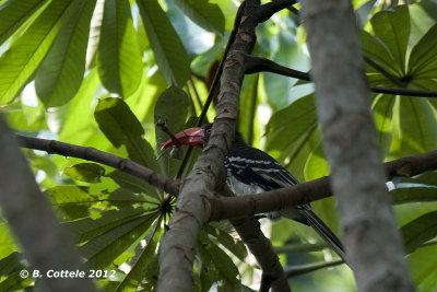 Dwergtok - Red-billed Dwarf Hornbill