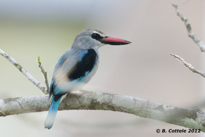 Senegal-IJsvogel - Woodland Kingfisher - Halcyon senegalensis