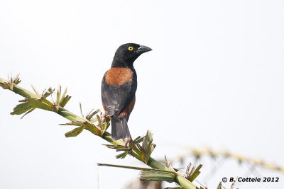 Fluweelwever - Vieillot's Black Weaver - Ploceus nigerrimus