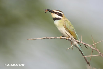 Witkeelbijeneter - White-throated Bee-eater - Merops albicollis