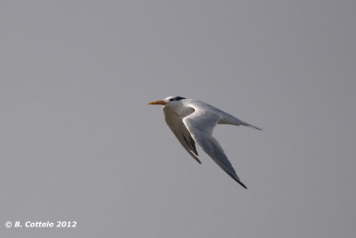 Koningsstern - Royal Tern - Sterna maxima