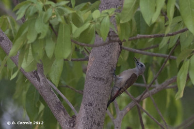Grijsgroene Specht - Grey Woodpecker- Dendropicos goertae