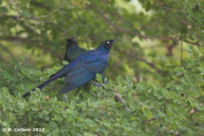 Prachtglansspreeuw - Splendid Glossy Starling