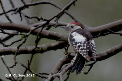 Middelste Bonte Specht - Middle Spotted Woodpecker - Dendrocopos medius
