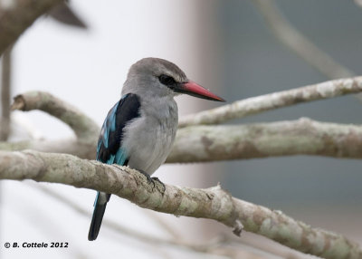 Senegal-IJsvogel - Woodland Kingfisher - Halcyon senegalensis