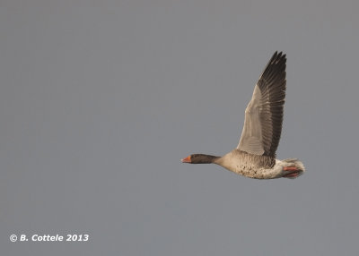 Grauwe Gans - Greylag Goose - Anser anser