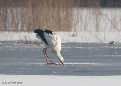 Ooievaar - White Stork - Ciconia ciconia