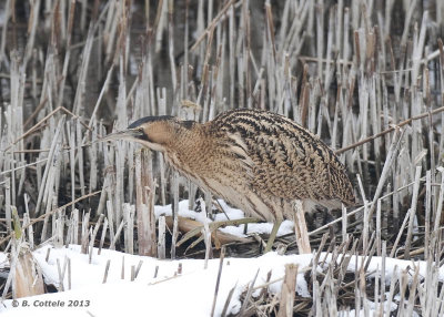 Roerdomp - Great Bittern - Botaurus stellaris