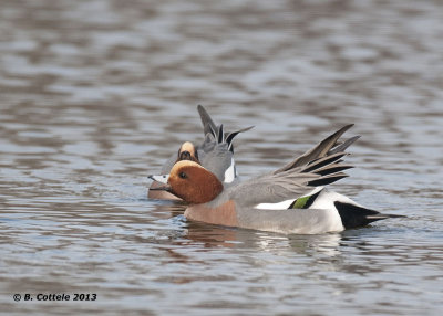 Smient - Eurasian Wigeon - Mareca penelope