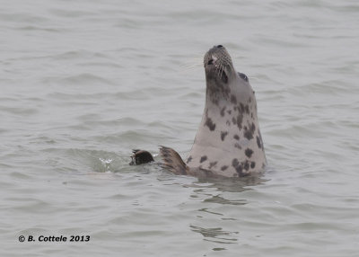 Gewone Zeehond - Harbour Seal - Phoca vitulina