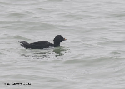 Zwarte Zee-eend - Common Scoter - Melanitta nigra