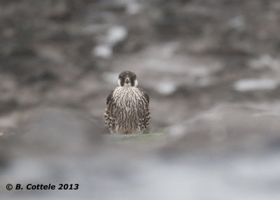 Slechtvalk - Peregrine Falcon - Falco peregrinus