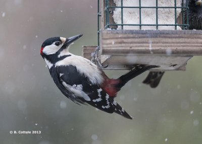 Grote Bonte Specht - Great Spotted Woodpecker - Dendrocopos major