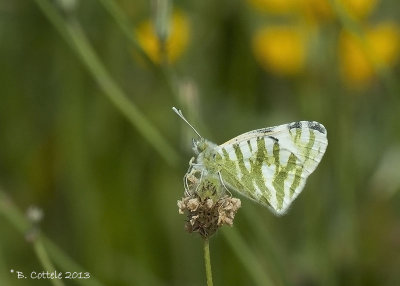 Gestreept Marmerwitje -Green Striped White - Euchloe belemia