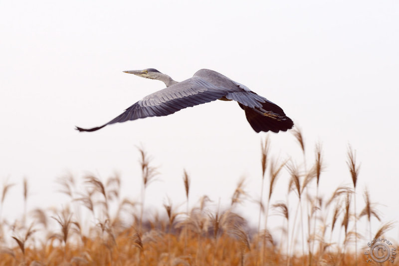 Grey Heron (Ardea Cinerea)