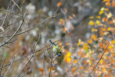 Eurasian Blue Tit (Cyanistes Caeruleus)