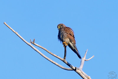 Lesser Kestrel (Falco Naumanni)