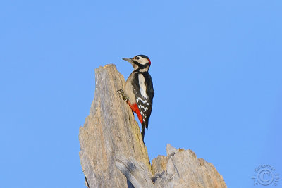 Great Spotted Woodpecker (Dendrocopos Major)